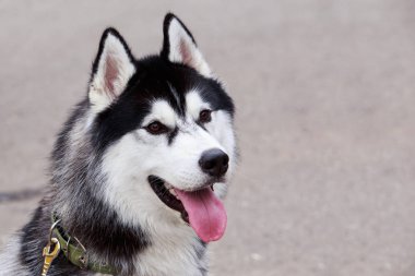 Köpek doğurmak Alaskan Malamute