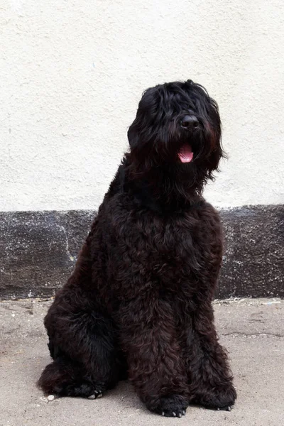 Cane razza Russian Black Terrier — Foto Stock