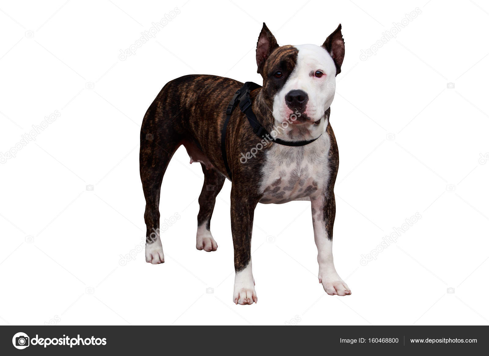Chien De Race American Staffordshire Terrier Photographie