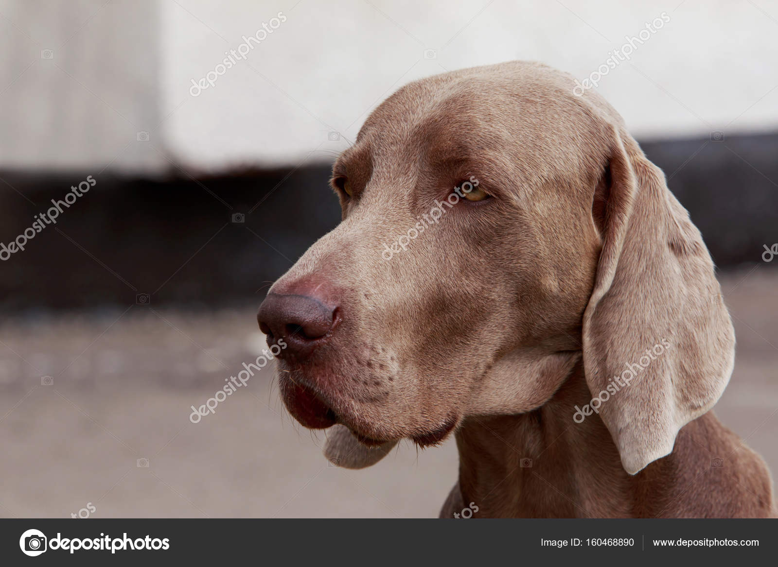 Chien De Race Braque De Weimar Photographie Deviddo