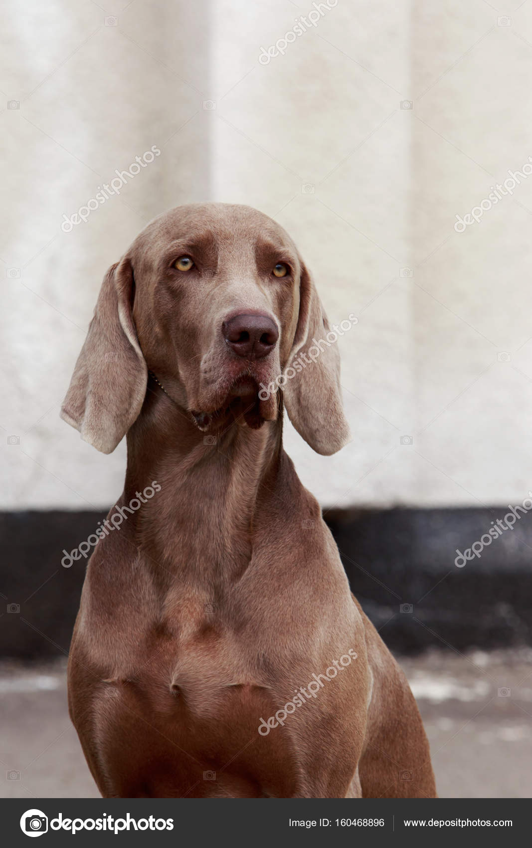 Chien De Race Braque De Weimar Photographie Deviddo