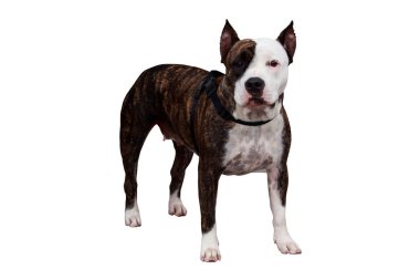 Amerikan Staffordshire Terrier köpek doğurmak