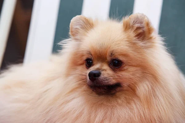 Порода собак португальський шпіц — стокове фото