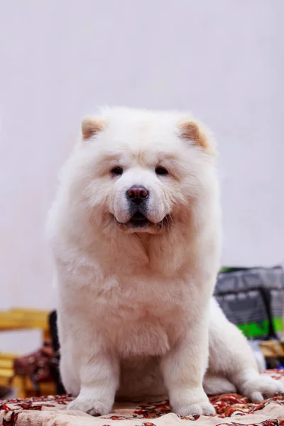 Dog breed chow chow — Stock Photo, Image