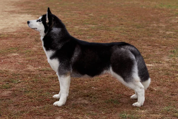 Σκύλος φυλή Siberian husky — Φωτογραφία Αρχείου