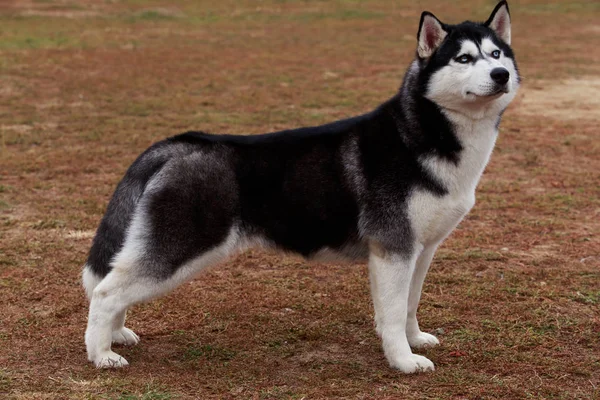 Razza di cane husky siberiano — Foto Stock