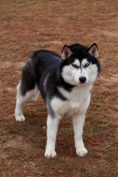 Anjing ras siberian husky — Stok Foto