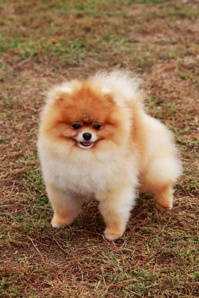 Dog breed Pomeranian spitz — Stock Photo, Image
