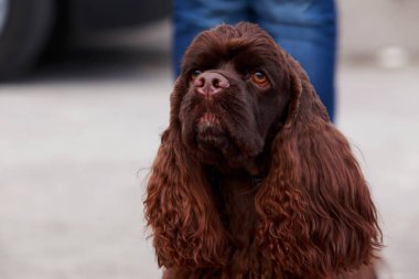Amerikan Cocker Spaniel köpek doğurmak
