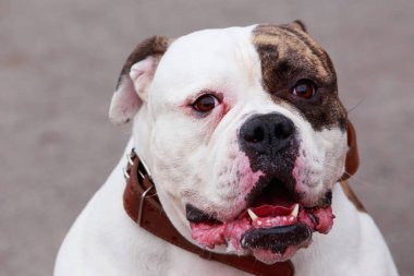 Amerikan Bulldog köpek doğurmak
