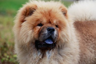 köpek doğurmak chow chow