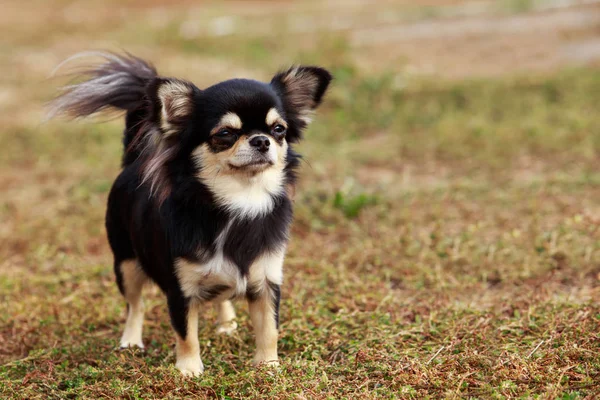 Race Chienne Chihuahua — Photo