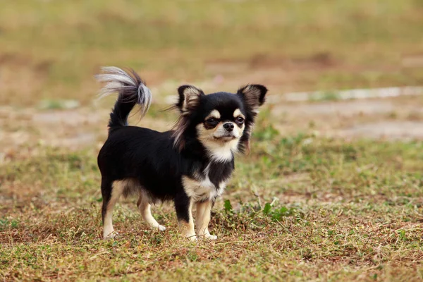 köpek doğurmak chihuahua