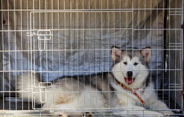 Köpek doğurmak Alaskan Malamute