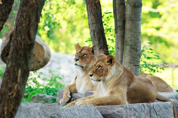 Löwe und Löwin ruhen — Stockfoto