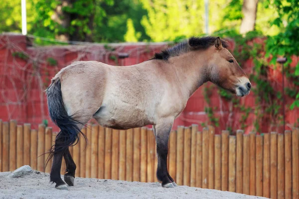 Young Przewalski koně — Stock fotografie