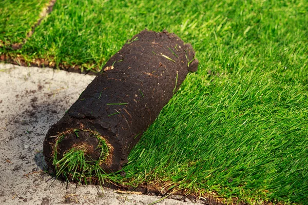 Зелена газонна трава в рулонах — стокове фото