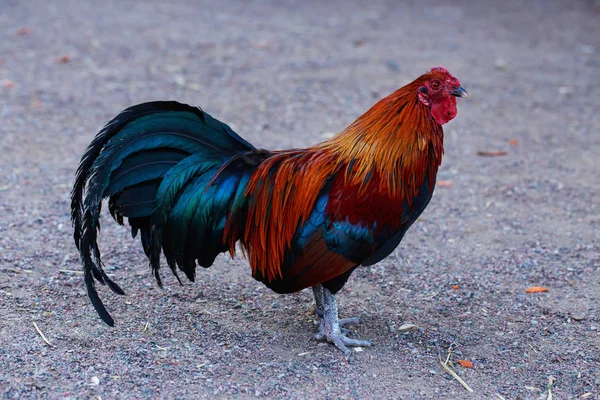 Gallo colorido grande — Foto de Stock