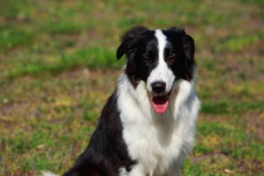 Köpek doğurmak kenar kömür ocağı