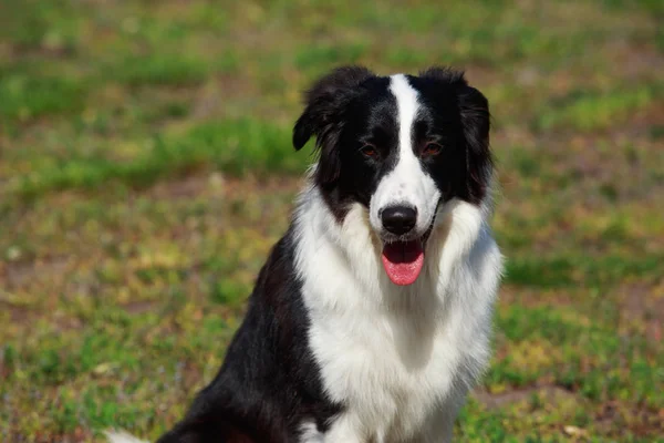 边境牧羊犬的犬种 — 图库照片