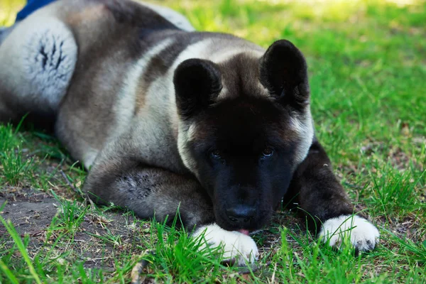 Köpek doğurmak Amerikan Akita — Stok fotoğraf