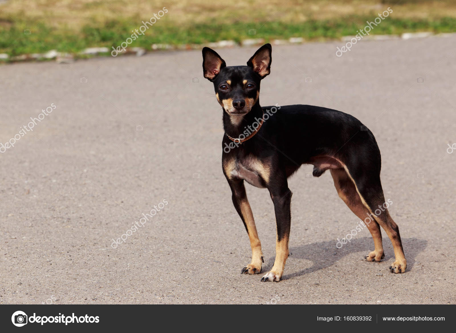 Dog breed Manchester Toy Terrier Stock Photo by DevidDO 160839392