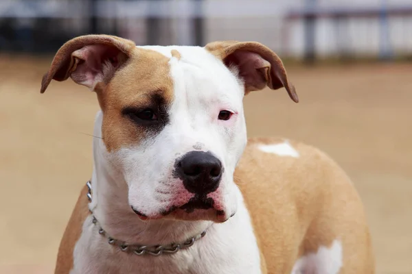 Amerikan Staffordshire Terrier köpek doğurmak — Stok fotoğraf