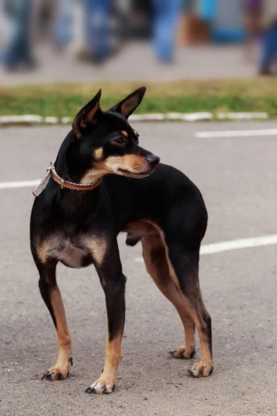 Dog breed Manchester Toy Terrier — Stock Photo, Image