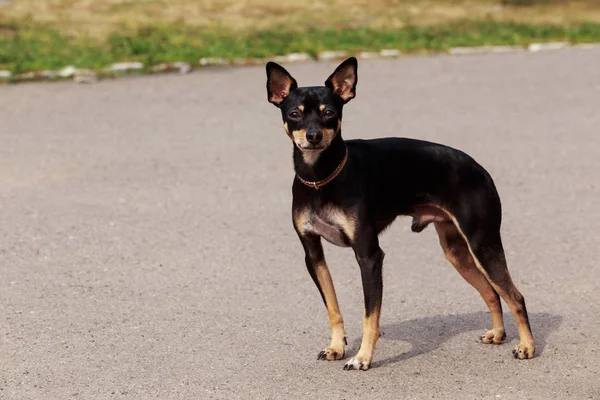 Dog breed Manchester Toy Terrier — Stock Photo, Image