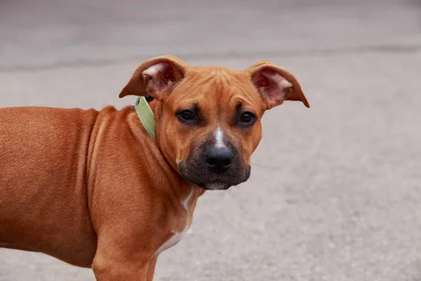 Hund rasen American Staffordshire Terrier — Stockfoto