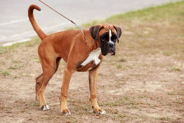 Boxeador de raza de perro —  Fotos de Stock