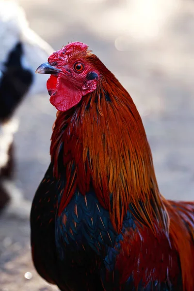 Big colorful rooster — Stock Photo, Image