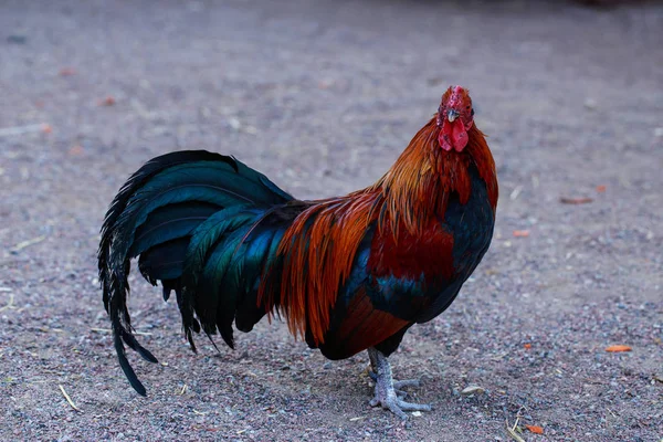 Grande gallo colorato — Foto Stock