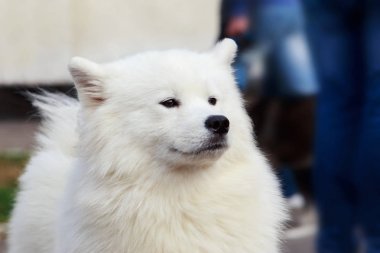 Köpek doğurmak Samoyed