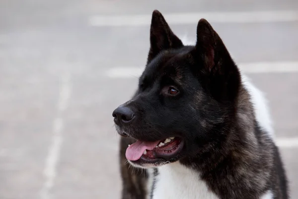 Pies rasy Akita amerykańska — Zdjęcie stockowe