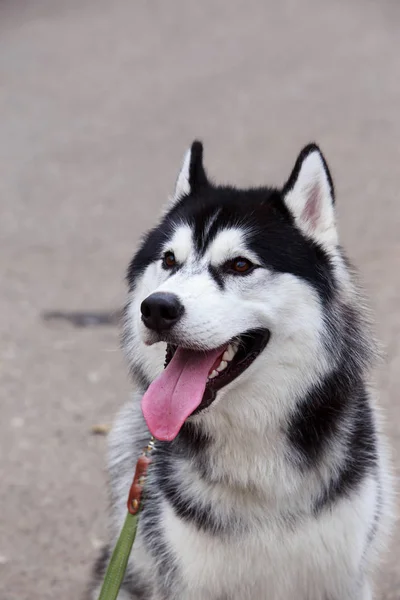 阿拉斯加雪橇犬的犬种 — 图库照片