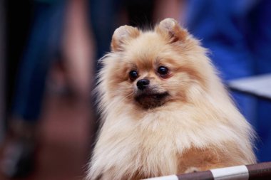 Köpek Pomeranya tükürüğü üretir