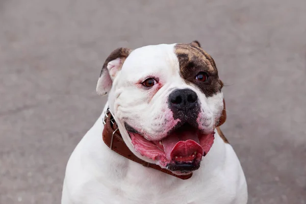 Raza perro American Bulldog — Foto de Stock