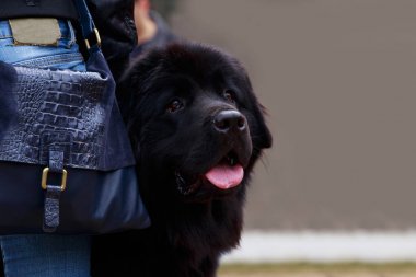 köpek doğurmak Newfoundland