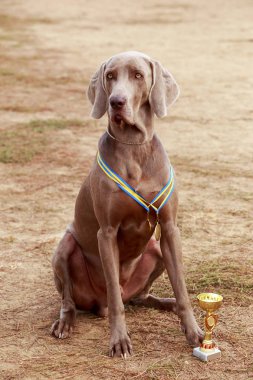 cins köpek Weimaraner