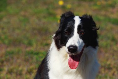 Köpek doğurmak kenar kömür ocağı