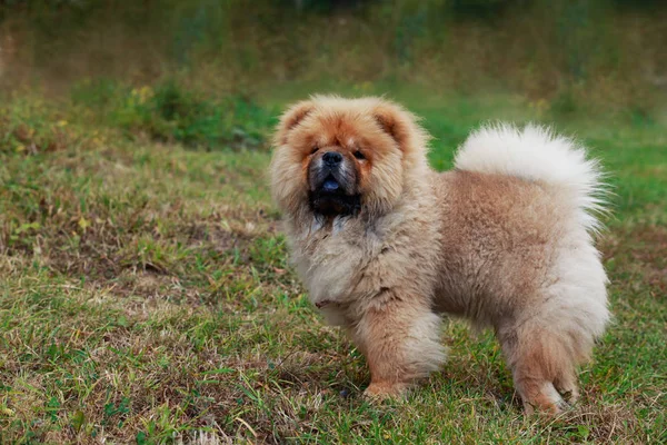 Race de chien chow chow — Photo