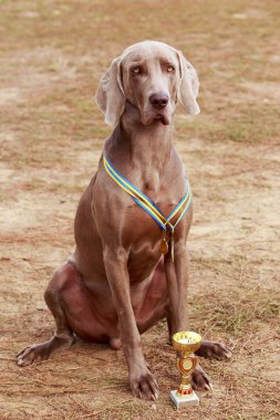 cins köpek Weimaraner