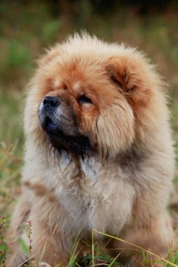 Köpek çiftleşmesi.
