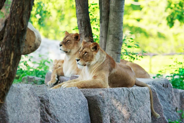 Aslan ve aslan aittir