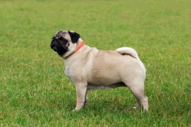 Pug köpek doğurmak