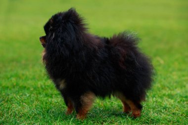köpek doğurmak pomeranian spitz