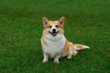 köpek doğurmak Galce corgi pembroke