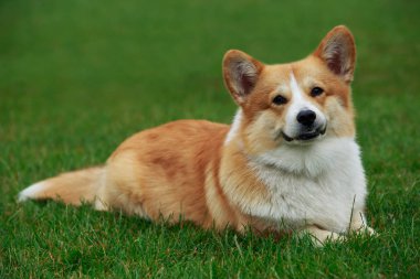 köpek doğurmak Galce corgi pembroke