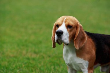 köpek doğurmak beagle